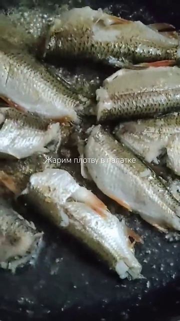 ЖАРИМ ПЛОТВУ В ПАЛАТКЕ #плотва #рыба #рыбалканаозере #р