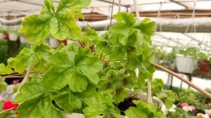 Смотрим сорт пеларгонии зонартик #LaraValma.