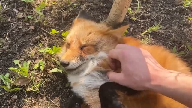 Алиса - Лиса / Прикольные Моменты с Алисой ч. 238 / Alice the Fox смотреть онлайн