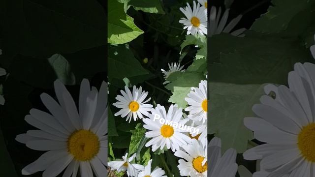 Ромашки #shortvideo #8июля#цветы#полевыецветы#ютуб смотреть онлайн