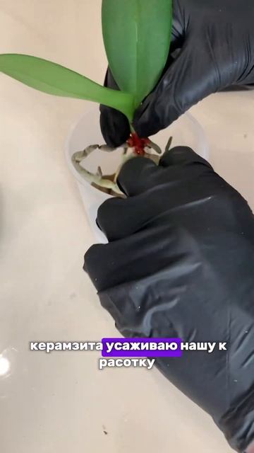 Спасение орхидеи часть 2 #plants #цветы #комнатныерастени? смотреть онлайн