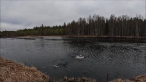 Щука как бревно