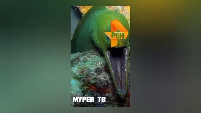 ТЕЛЕКАНАЛЫ + ШИЗА= 1 ЧАСТЬ