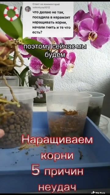 5 причин неудачного наращивания корней. #orchid #орхидеи смотреть онлайн