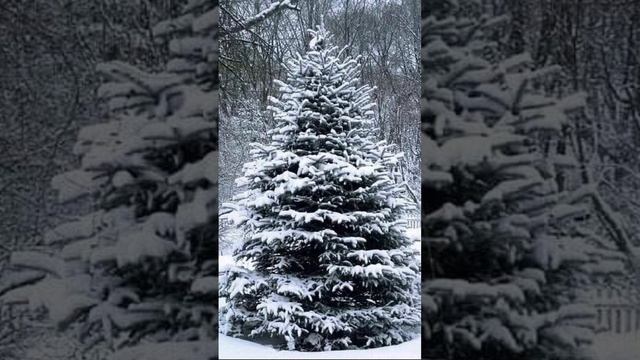 Зимняя ель в снегу смотреть онлайн