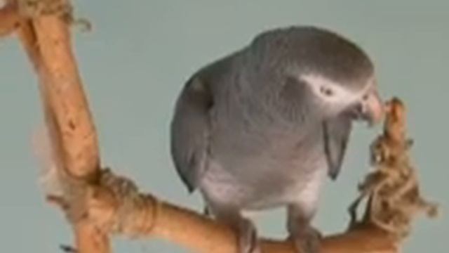 Изображение Кирюша 27 05 11 110 смотреть онлайн