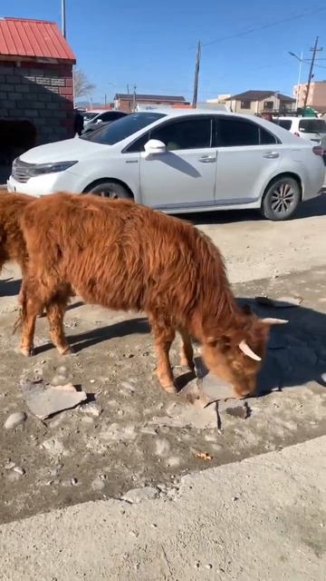 Что едят коровы на завтрак в Монголии? смотреть онлайн