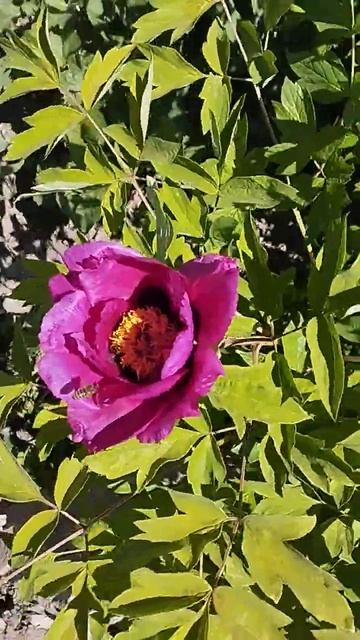 ДЕРЕВО- ПИОН. #shortsbeta #растения #весна #апрель #садогород смотреть онлайн