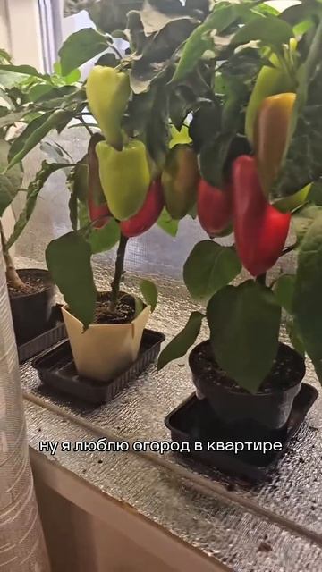 Выращивание огурцов и перцев дома круглый год легко смотреть онлайн