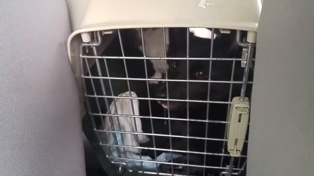 Успешная перевозка двух собак в одном боксе в машине на дачу смотреть онлайн