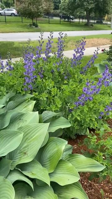 Вау, какие пионы возле офиса зубного врача! 6 июня,2024#од смотреть онлайн