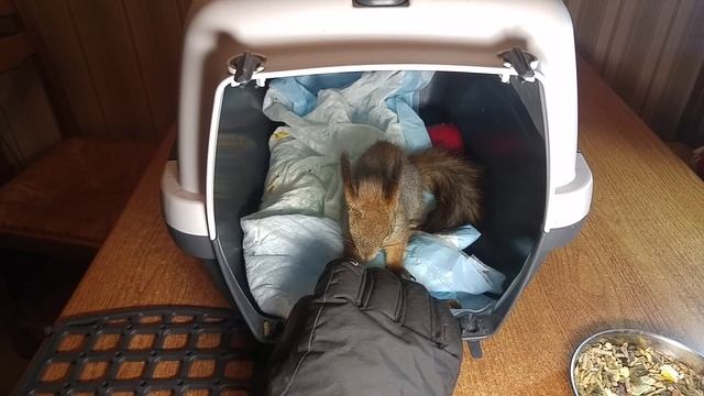 Внимание, очень коварный зверь. ️ и уход за ней смотреть онлайн