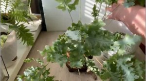 №103. Весенняя пересадка. Флебодиум Давана.