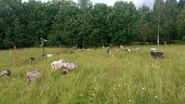 Моё Хозяйство/Летний Выпас2024/Детёныши/Звери Едят Трав смотреть онлайн