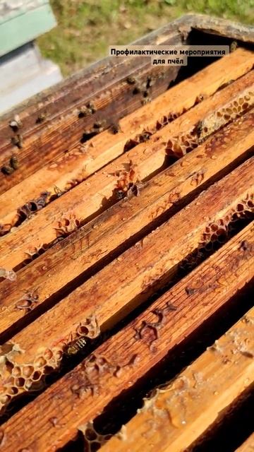 Лечение пчёл. Не использовать препарат Бипин-Т если ес смотреть онлайн