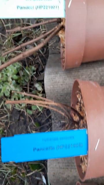 в продаже саженцы метельчатой гортензии серии Пан