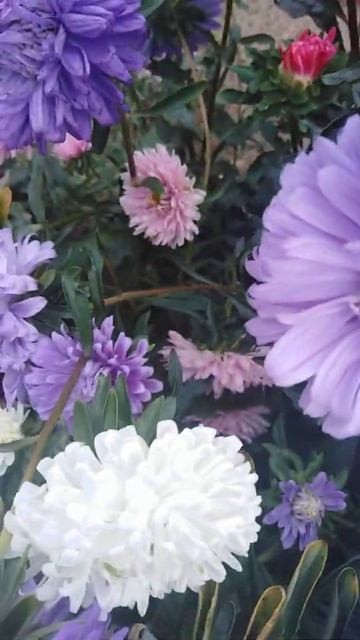 Астра значит "звезда". смотреть онлайн