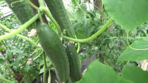 Огурцы висят гирляндами! Обзор огурца БОНУС в теплице в мае. НОВИНКА 2025 года.