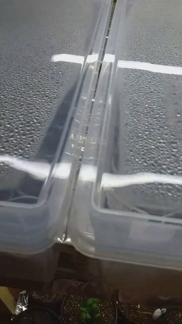 ГОРТЕНЗИИ in vitro через 2 недели после посадки #саженцыго смотреть онлайн