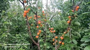 Ранний абрикос Цунами: обзор сорта