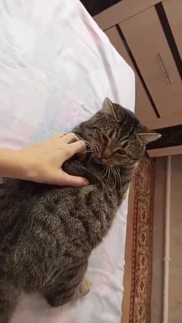 Всем привет извините но я заболела и видео будут выходить не каждый день, странное поведение кота?? смотреть онлайн