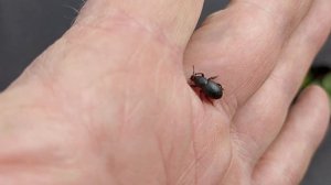 Какие-то жуки едят листья на клубнике срочно нужно обр