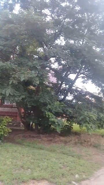 Урюпинск.Высокая белая акация в переулке Селиванова.1 смотреть онлайн