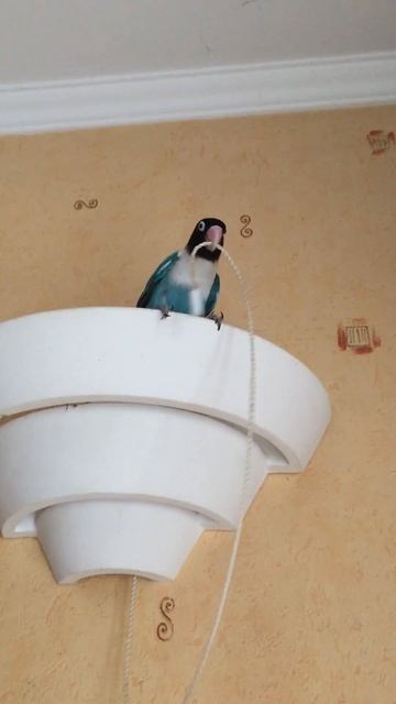 Последняя попытка включить лампу)))))) смотреть онлайн