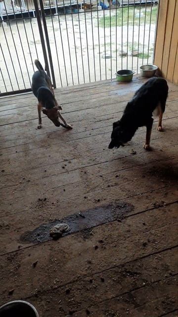 Практически все едят лёжа) Самая природная поза у соба смотреть онлайн