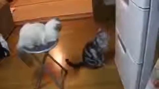 Кошка умоляет открыть холодильник смотреть онлайн