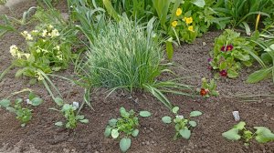 Обзор цветника и высадка виолы гибридной и Витрокка