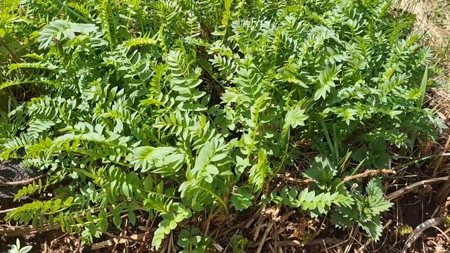 Клубника-паразит//Кто съел мой тюльпан?//Садовый лайфхак//Сею зелень смотреть онлайн