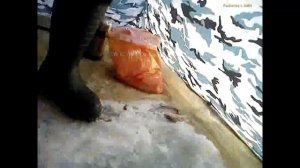 корюшка, воспоминания #fishing #калининград39