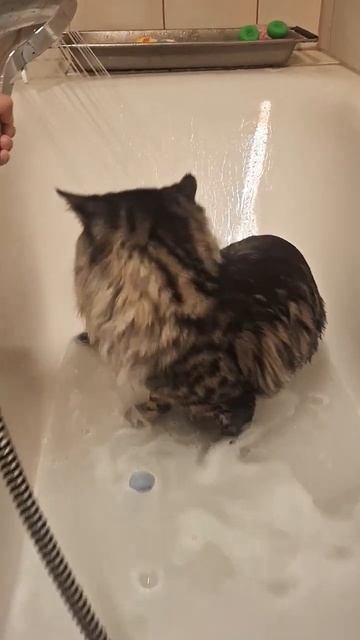 Любимые занятия нашего котика это играться, купаться ? смотреть онлайн