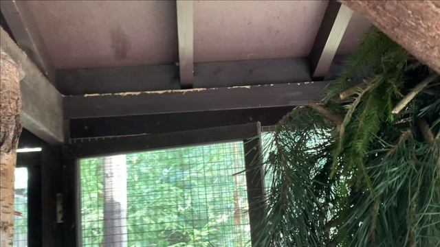 Содержание белок.Строительство временного вольера смотреть онлайн