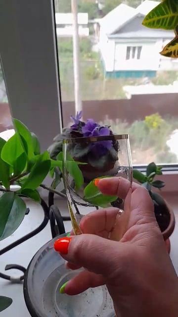 орхидея новый фужер часть 2 смотреть онлайн