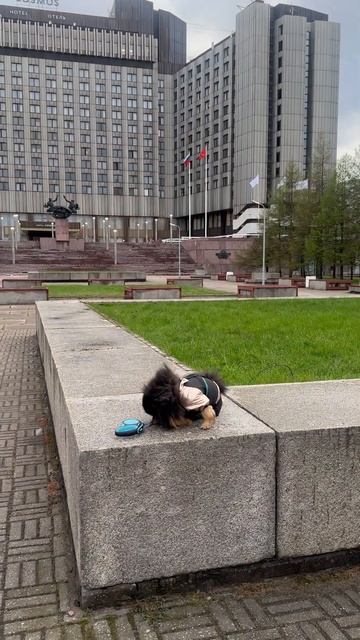 До гостиницы космос 2500 шагов🏆🙃😻#нюша #puppy #милота #cut смотреть онлайн