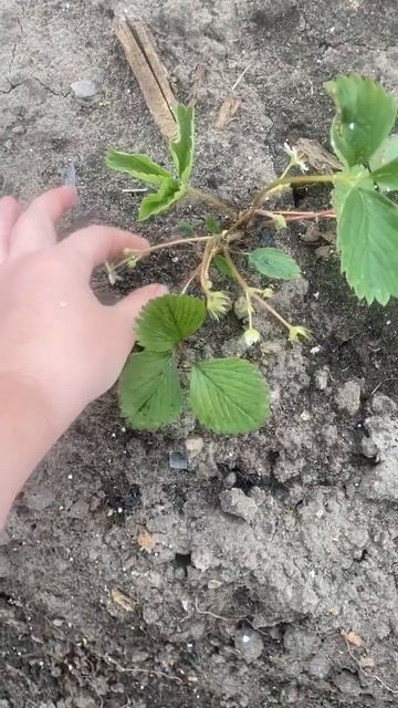 Подмосковье. Рассада клубники #огород #дача #gardening смотреть онлайн