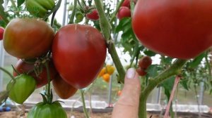 Томат СЕРДЦЕ ЛИННЕЯ. Обзор сортов ТОМАТОВ!