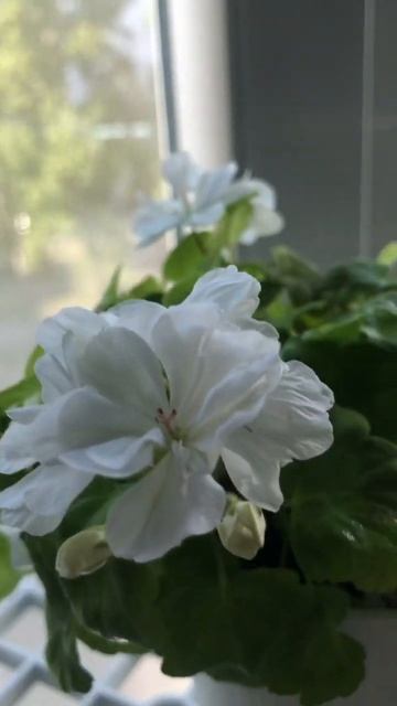 #пеларгония “Mini Diane” смотреть онлайн