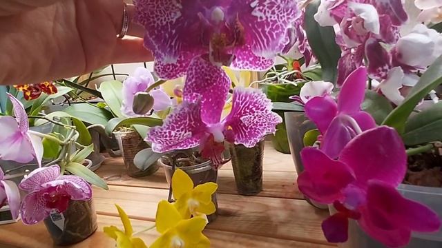 Орхидеи бабочки и не только!Первое цветение ! смотреть онлайн