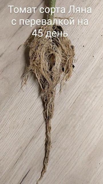 Томат: Пикировка или перевалка. Ищем стержневой корен? смотреть онлайн