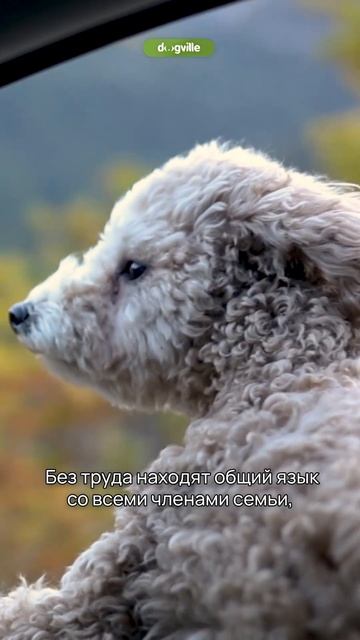 5 фактов о породе — Мальтипу. #shorts #собаки #мальтипу смотреть онлайн