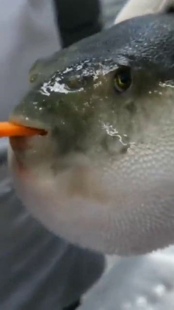 рыба фугу ест морковь смотреть онлайн