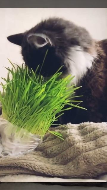 Кот Том любит есть свою любимую траву смотреть онлайн