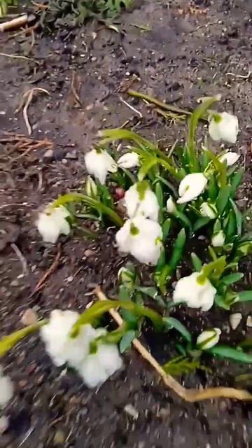 В Калининграде подснежники, а у нас сугробы 🌨#февраль смотреть онлайн