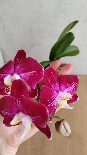 Фаленопсис Miki chocolate '518' в вариации цветения. смотреть онлайн