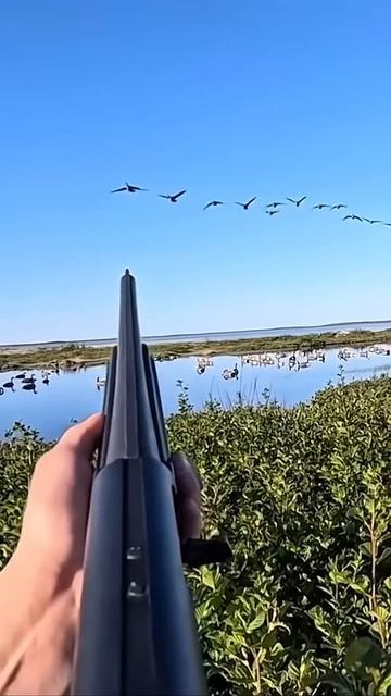DROPPING GOOSE ON THE FLY BY!🦆#охота #охотник #hunting #охотанамедведя смотреть онлайн
