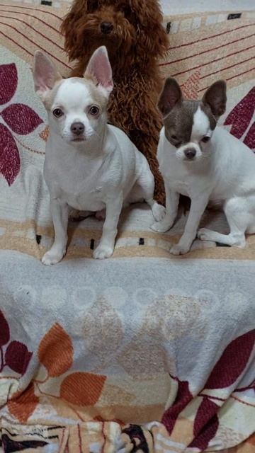 красивые умные чихуахуа ПРОДАЖА КУПИТЬ ЩЕНКА ПИТОМНИ? смотреть онлайн