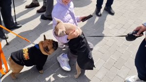 Парад французских бульдогов